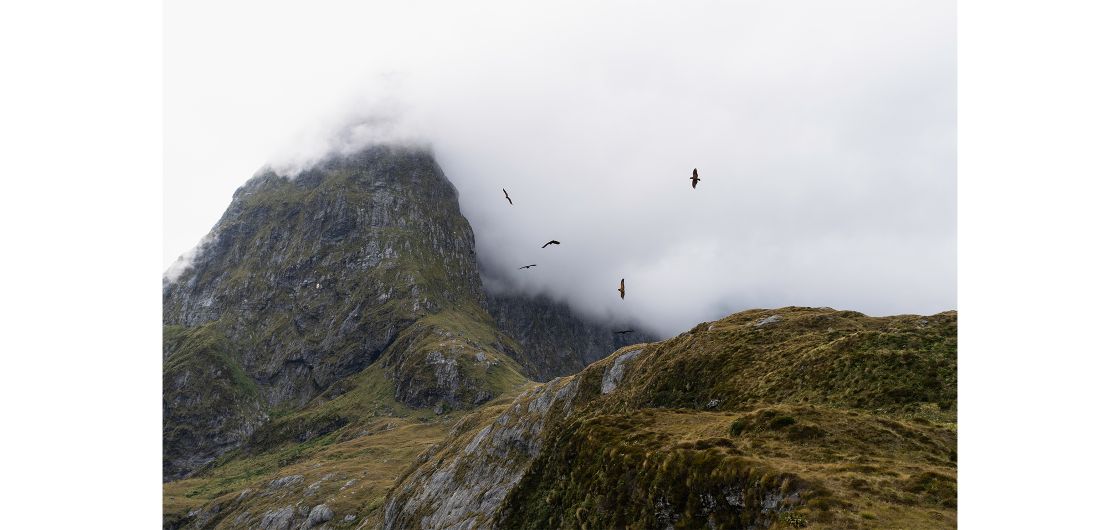 Kea flying over mountain pass