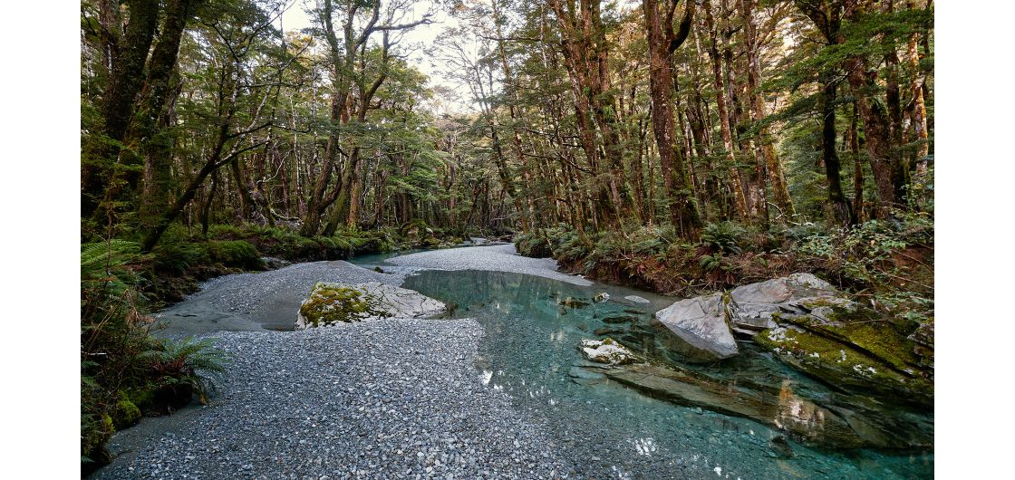 Nice bit of nature with trees and pools
