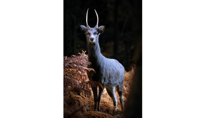 Deer in habitat
