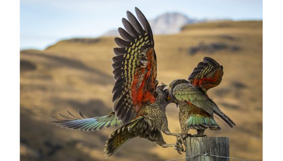 Two kea playing