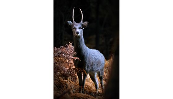 Deer in habitat
