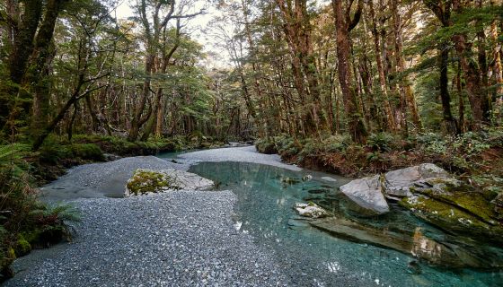 Nice bit of nature with trees and pools